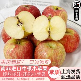 南非牛顿小苹果新鲜水果 脆甜进口加力嘎啦富士迷你冰糖苹果顺丰
