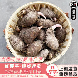 新货铅山红芽芋新鲜芋头竹筐装赣芋一号芋艿当季香芋粉糯香甜包邮