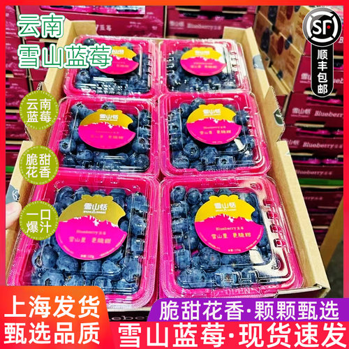 云南玉龙雪山稼沃雪山恬蓝莓125g/盒护眼当季新鲜脆甜蓝莓果顺丰
