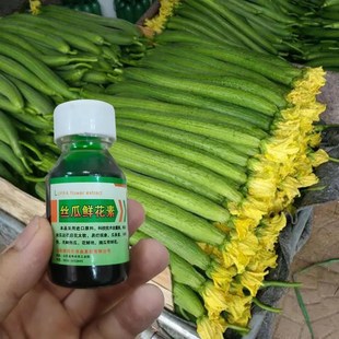 丝瓜鲜花素瓜条顺直王沾花药授粉药蘸花拉直丝瓜增产防畸形浸花药