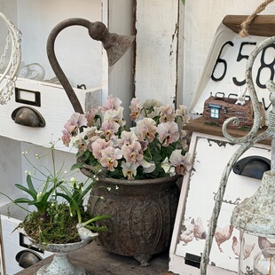 日系铁艺花洒花盆花园装饰杂货复古做旧角堇组盆草花花盒庭院