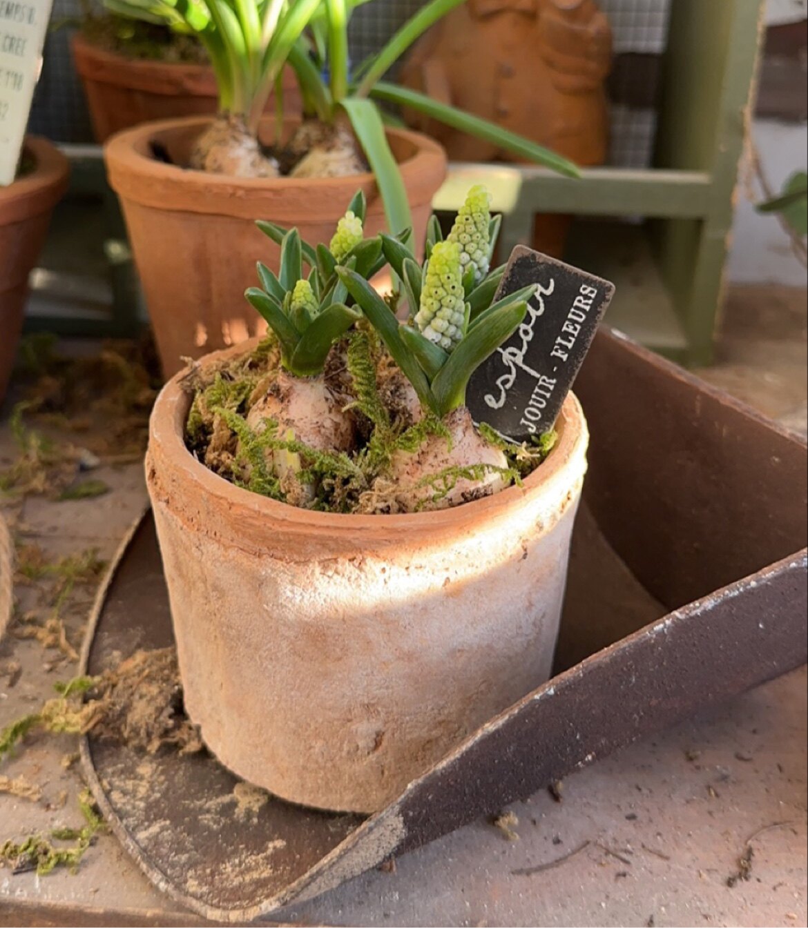 粗陶盆透水透气胡大人的花园