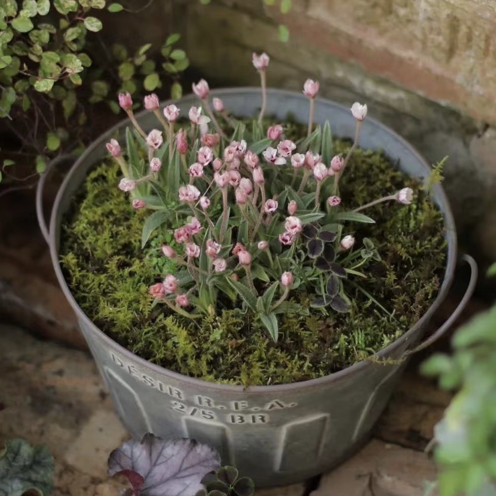 日系铁艺双耳做旧矮盆宽口盆种角堇球根,鲜花速递/花卉仿真/绿植园艺,花盆,淘宝优惠券,粉丝福利购,淘宝优惠卷