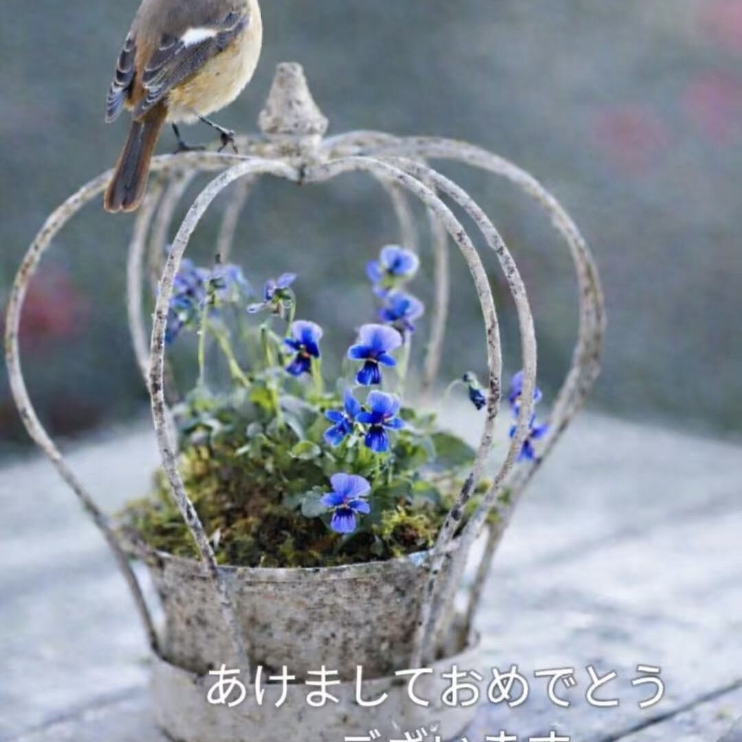 铁艺皇冠鸟笼花盆摆件日系复古花园装饰杂货球根角堇套盆草花