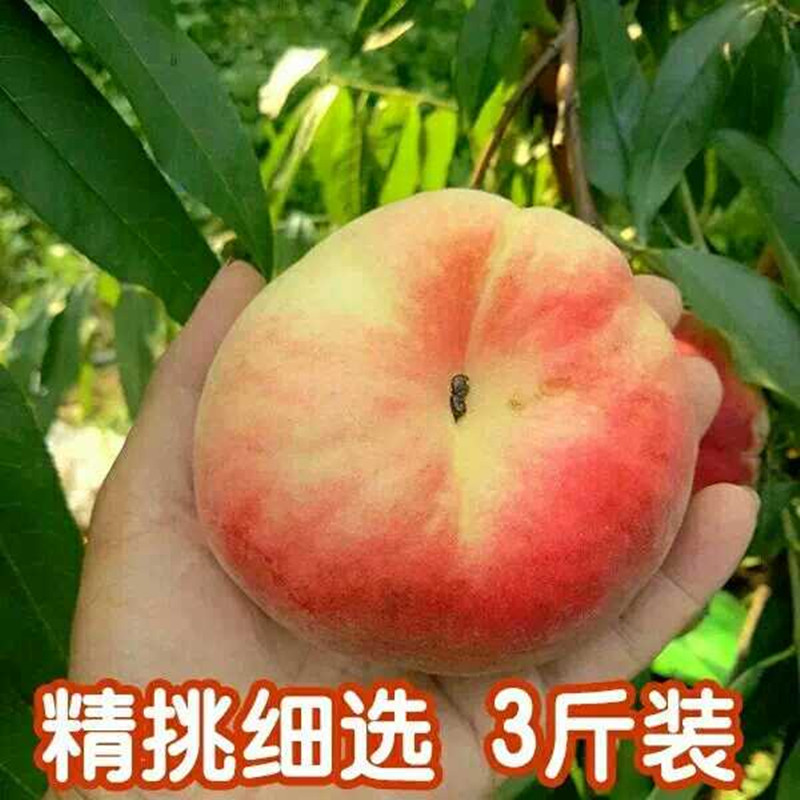 奉化水蜜桃新鲜蟠桃扁桃肥城桃子毛桃孕妇水果软甜多汁3斤装