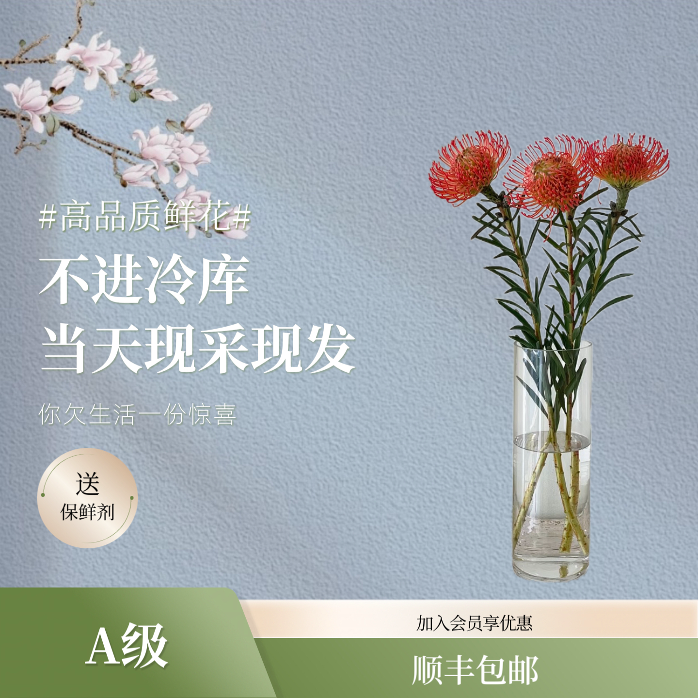 进口A级针垫花鲜花【顺丰冷链】鲜切花真花水养