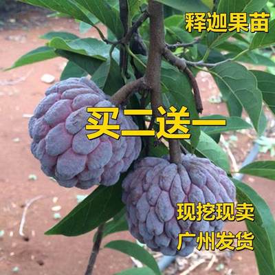 释迦果树苗 释迦果苗 嫁接凤梨释迦果苗南方种植当年结果苗 包邮