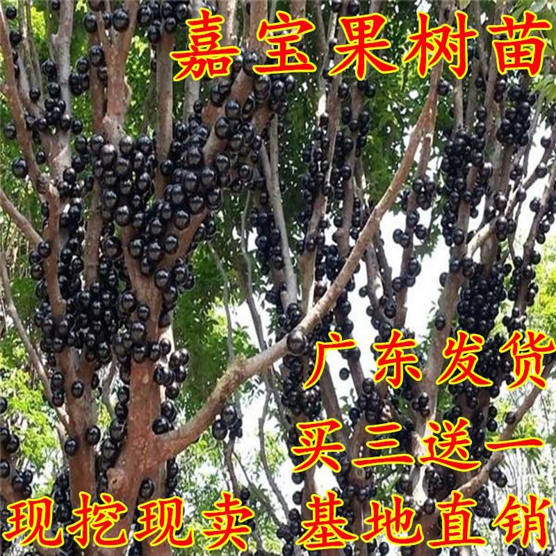 嘉宝果果苗树葡萄苗果树南方种植葡萄树苗台湾树葡萄地载当年结果 鲜花速递/花卉仿真/绿植园艺 果树 原图主图