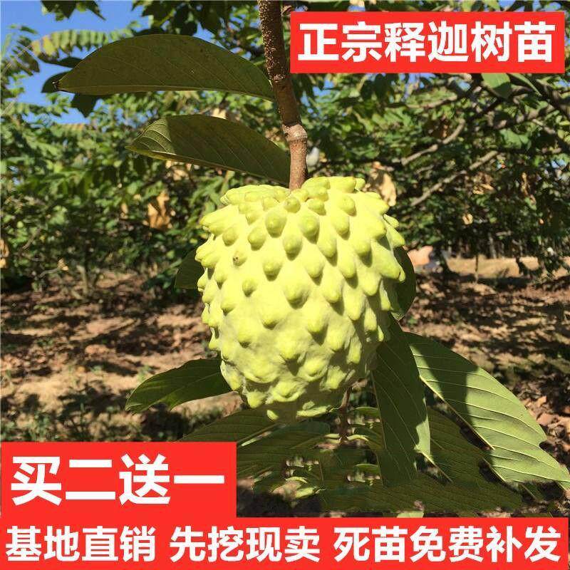 佛陀果番荔枝苗台湾释迦果苗番荔枝树苗佛头果凤梨释迦果树苗包邮