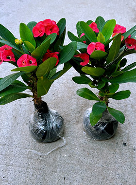 大叶虎刺梅盆栽铁海棠大花红色老桩多季开花室内阳台庭院观赏花卉