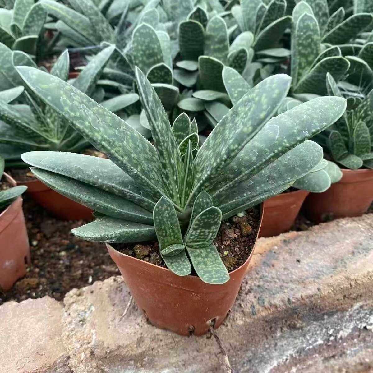 子宝多肉植物元宝花招财进宝肉肉办公室内桌面绿植花卉盆栽