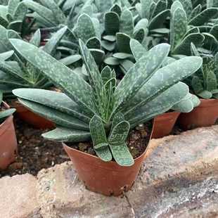 子宝多肉植物元宝花招财进宝肉肉办公室内桌面绿植花卉盆栽