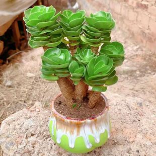 小清纯花屋  金钱木大老桩多肉植物室内花卉盆栽好养