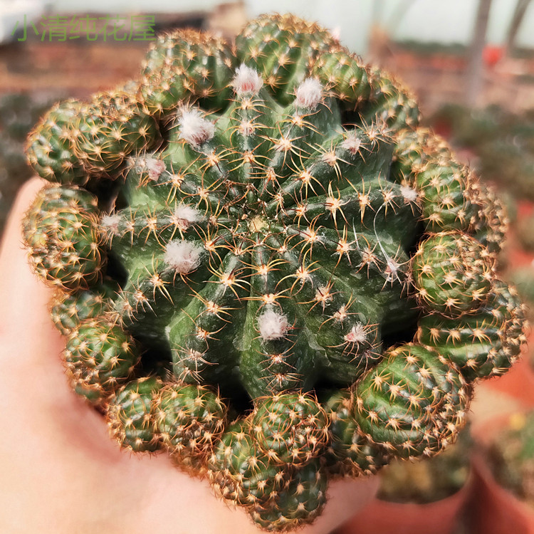 【小清纯花屋_多头黄仙玉仙人球7厘米】  绿植 盆栽 净化空气有根