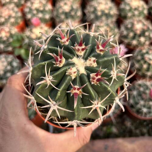 凌波仙人球大颗会开花好养