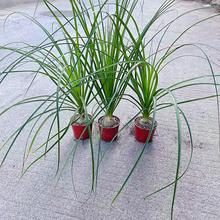 酒瓶兰盆栽植物室内外好养花卉水培植物四季常青耐旱耐寒桌面植物