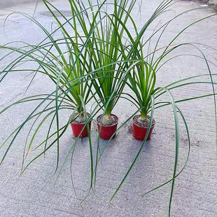 酒瓶兰盆栽植物室内外好养花卉水培植物四季常青耐旱耐寒桌面植物