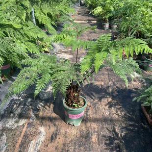 红磷蕨盆栽植物室内客厅办公室桌面绿植花卉好养活四季常青