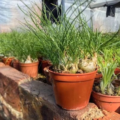 香水兰仓角殿开花带香味多肉植物