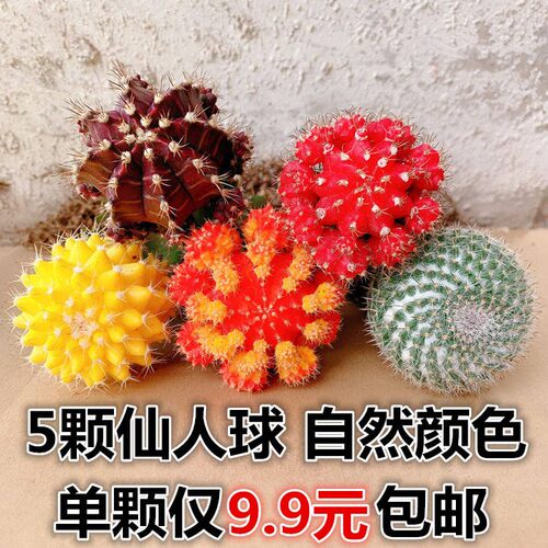多彩仙人球五彩球玉翁黄球带柱子