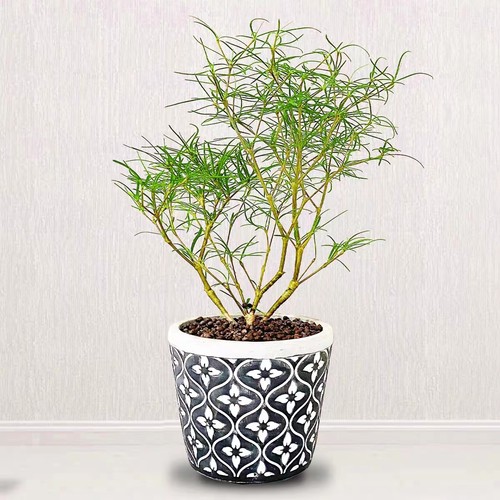柳叶麒麟块根植物大戟科群生多肉植物老桩小盆栽室内造景绿植花卉