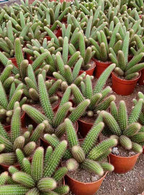 金妞仙人柱稀有橙色花鼠尾柱仙人掌多肉植物创意小盆栽