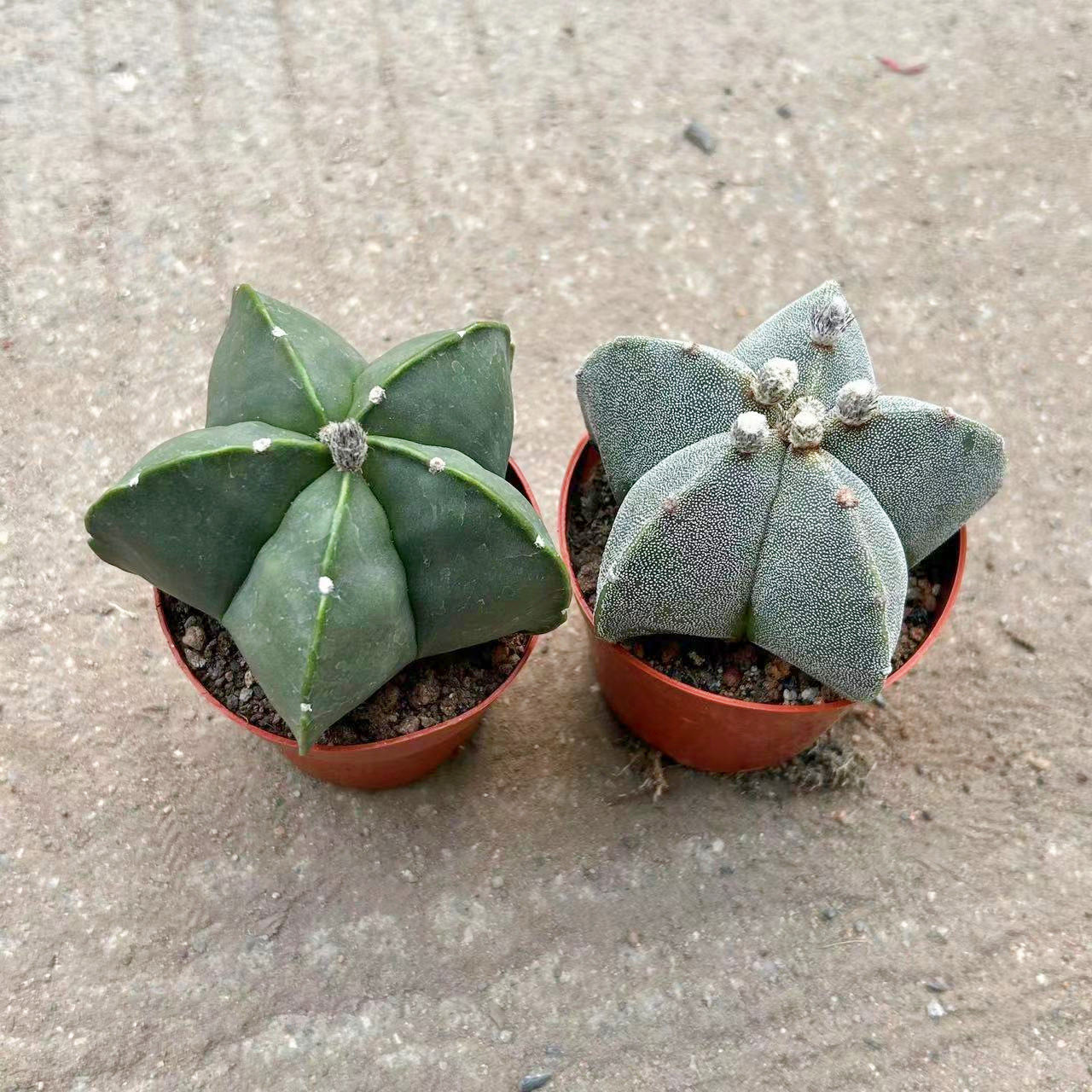 五角鸾凤玉仙人球实生银沙琉璃多肉植物好养会开花美观盆栽,鲜花速递/花卉仿真/绿植园艺,多肉植物,淘宝优惠券,粉丝福利购,淘宝优惠卷