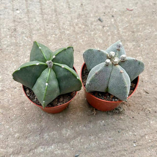 五角鸾凤玉仙人球实生银沙琉璃多肉植物好养会开花美观盆栽