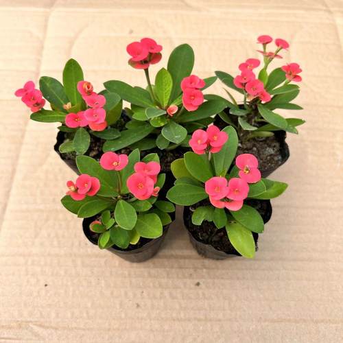 小花小叶虎刺梅好养耐热绿植