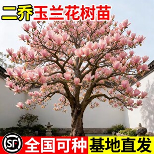 玉兰花树苗带花苞盆栽植物家门口种特大树庭院耐寒紫白广玉兰花卉