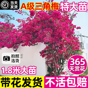 三角梅树苗1米5母本特大苗盆栽带花老桩爬藤植物四季好养花卉绿植