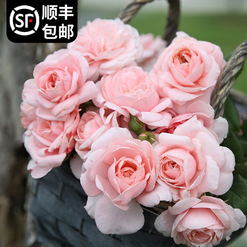 藤本月季苗娜荷马盆栽