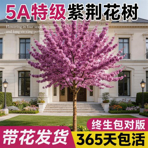 紫荆花树苗庭院绿化四季好养