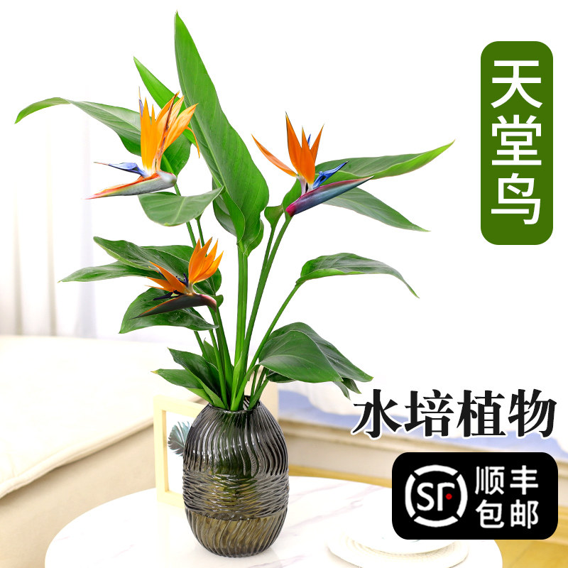 天堂鸟水培植物鹤望兰盆栽水养室内客厅花卉四季好养绿植办公桌室