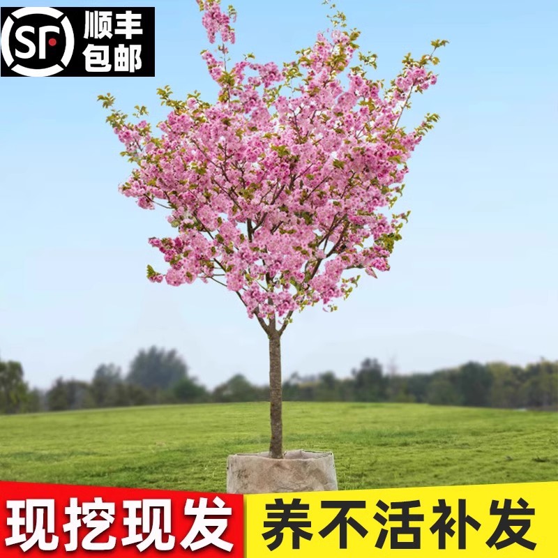 重瓣樱花树苗盆栽阳台庭院图片