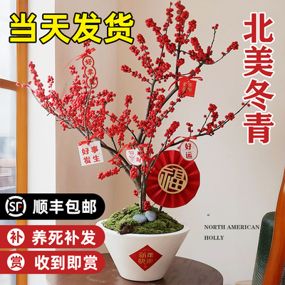 进口北美冬青树苗盆栽年宵花卉