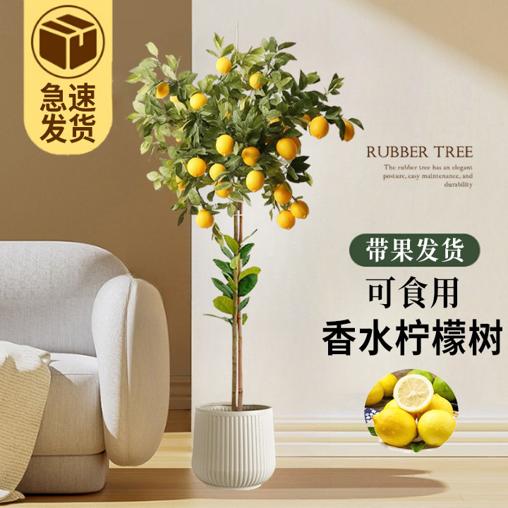 香水柠檬树盆栽带果客厅室内阳台吸甲醛大型绿植物四季好养活花卉