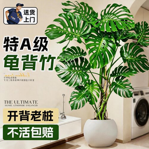 龟背竹大型盆栽老桩提根好养