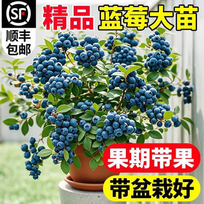 蓝莓树果苗盆栽带果发货特大号南北方种植正宗四季蓝莓盆栽果树苗
