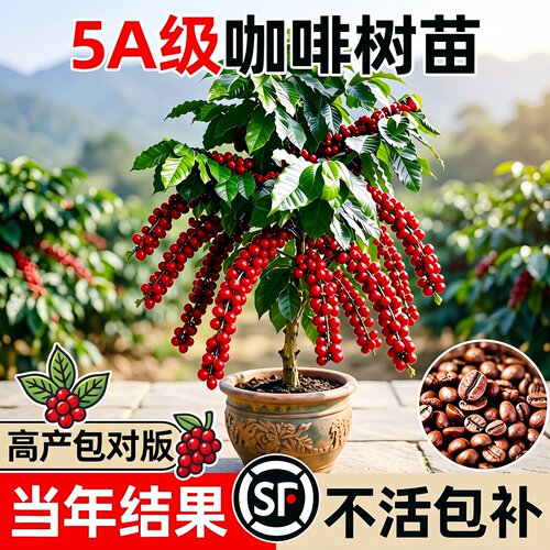 当年结果卡蒂姆蓝山咖啡树苗盆栽