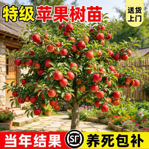 红富士冰糖心苹果苗当年结果