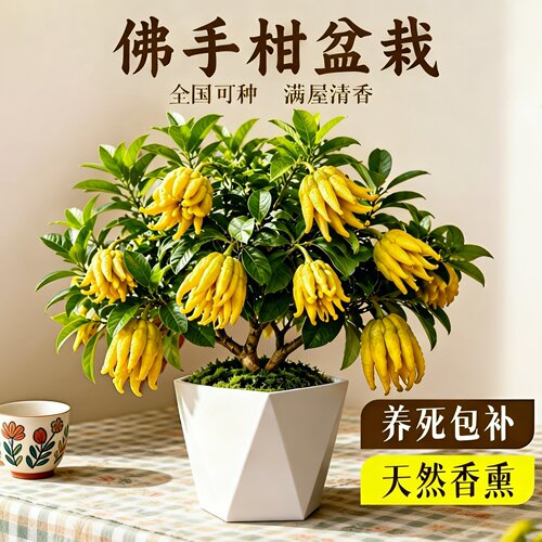 佛手柑盆栽带果老桩好养观赏