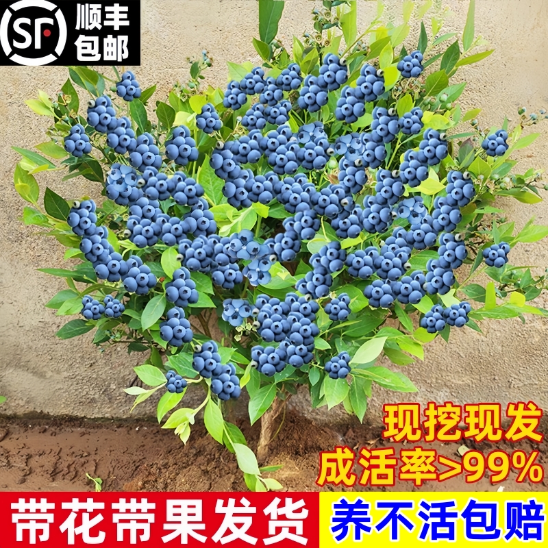 特大蓝莓树果苗带花苞大果蓝莓树苗南方北方盆栽地栽四季种植果树