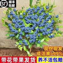 特大蓝莓树果苗带花苞大果蓝莓树苗南方北方盆栽地栽四季种植果树