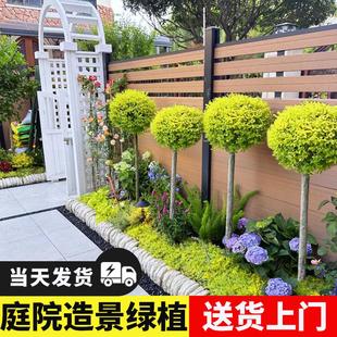 常青别墅庭院造景 亮晶女贞棒棒糖造型树花镜绿植物盆栽耐寒热四季