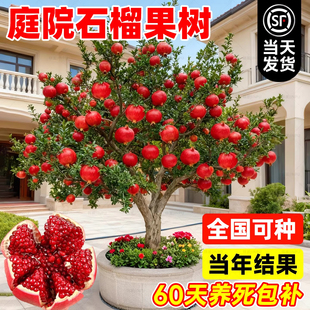 石榴树庭院果树苗南北方耐寒特大突尼斯软籽石榴别墅老桩景观大树