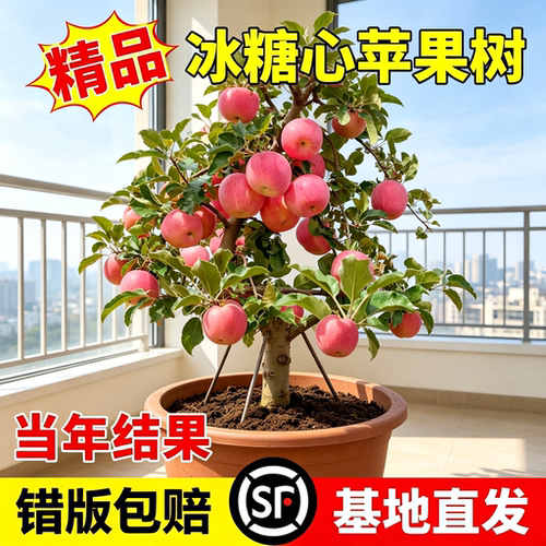 苹果树苗冰糖心矮化当年结果好养