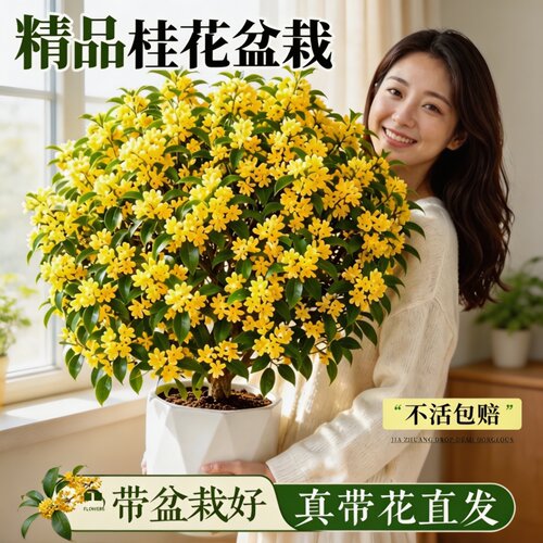 四季桂花盆栽好养活浓香可食用