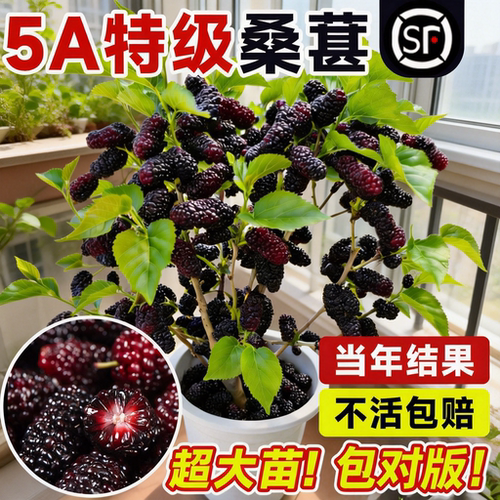桑葚树苗嫁接大叶长果南北可种