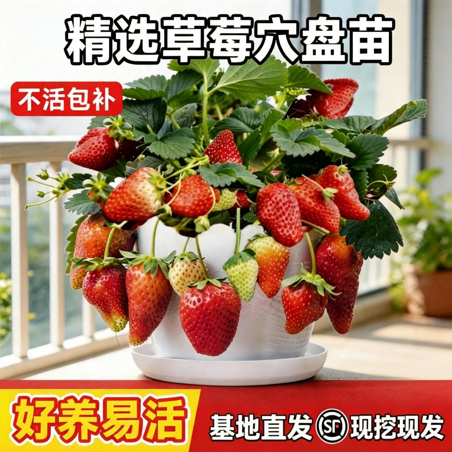 奶油草莓苗盆栽带花带果带土种籽子红颜四季结果阳台种植新苗苗秧